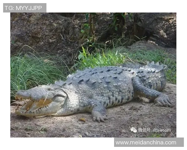 墨超激战墨西哥老虎对决瓜达拉哈拉争夺荣耀与积分